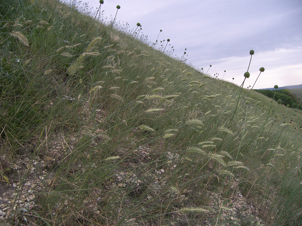 Изображение особи Agropyron pectinatum.