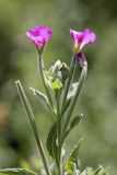 Epilobium velutinum. Верхушка побега с цветками и плодами. Южный Казахстан, ущелье реки Боролдай. 11.07.2011.