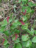 genus Betula