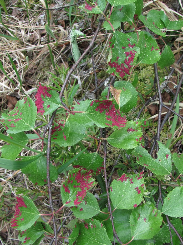 Image of genus Betula specimen.