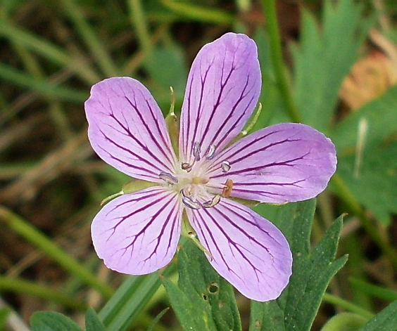 Image of Geranium collinum specimen.