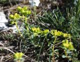 Euphorbia petrophila. Зацветающее растение (его высота - чуть меньше 10 см). Крым, нижнее плато Чатырдага, петрофитная степь. 06.05.2010.