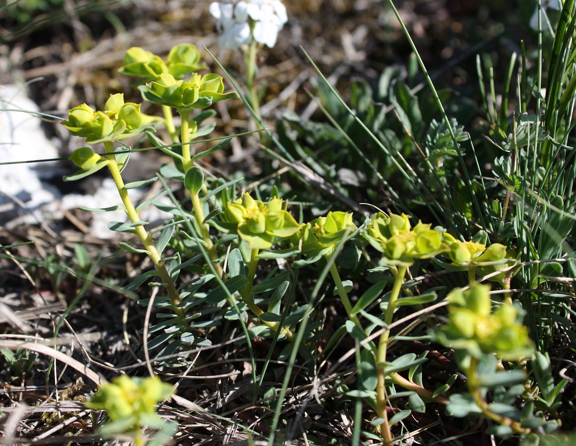 Image of Euphorbia petrophila specimen.