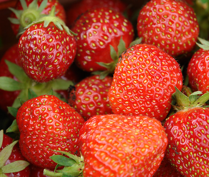 Image of Fragaria &times; ananassa specimen.