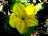 Nymphoides peltata