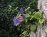 Ipomoea indica