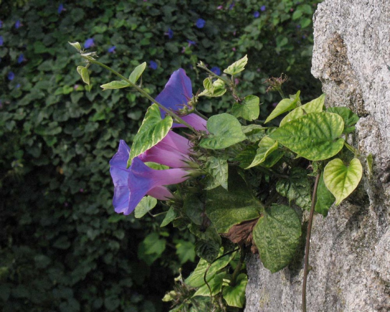 Изображение особи Ipomoea indica.