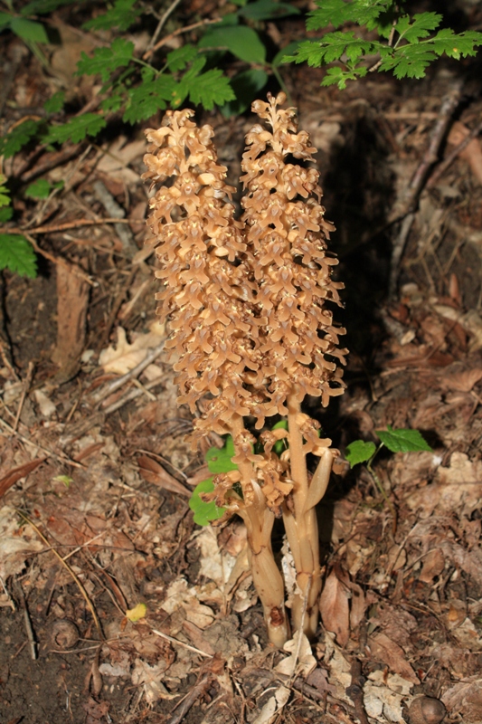 Image of Neottia nidus-avis specimen.