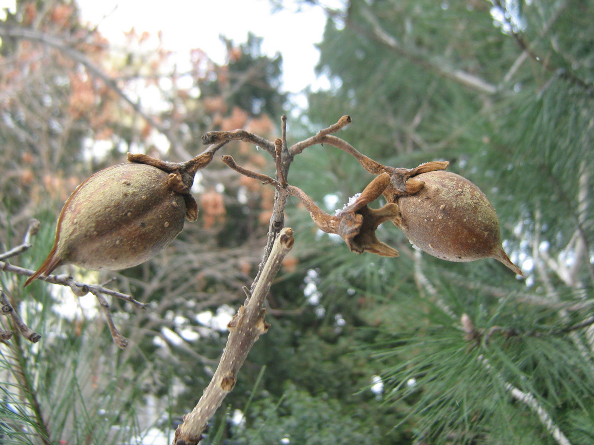Image of Paulownia tomentosa specimen.