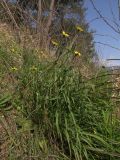 Tragopogon graminifolius