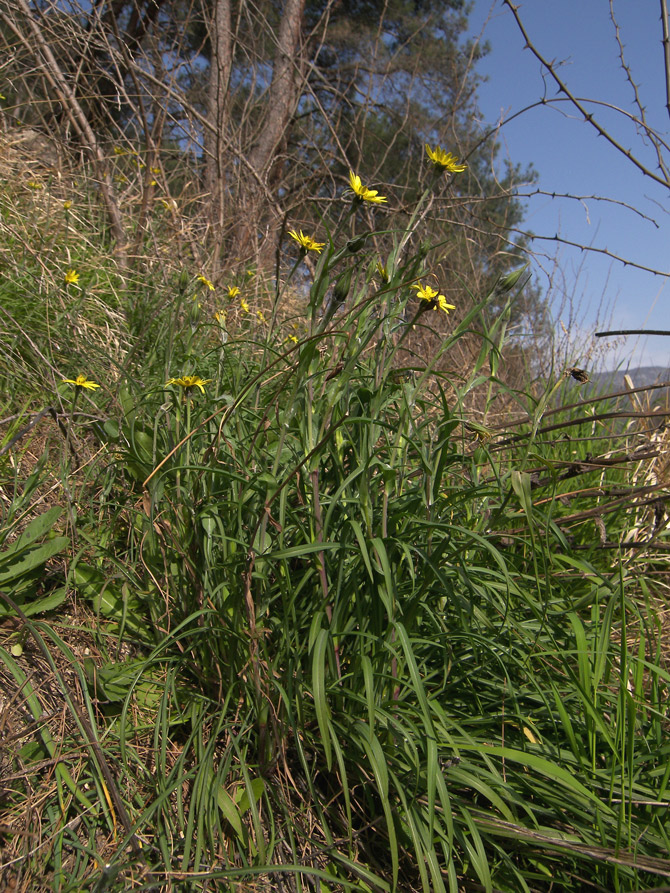 Image of Tragopogon graminifolius specimen.