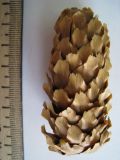 Picea ajanensis