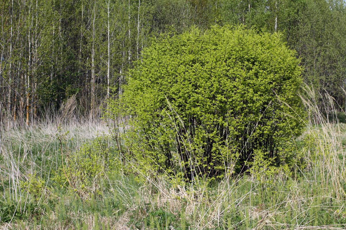 Изображение особи Euonymus verrucosus.