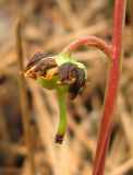 Pyrola chlorantha. Незрелый плод с остатками околоцветника. Крым, южный берег, окр. Алупки, сосновый лес. 2 июня 2012 г.