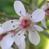 Darmera peltata. Цветок. Окр. Томска, собственный питомник в культуре. 11 июня 2012 г.