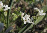 Asperula petraea