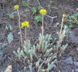 Sedum reflexum. Цветущее растение. Крым, окр. г. Ялта, промзона, обочина дороги. 23 июня 2012 г.