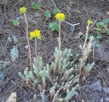 Sedum reflexum