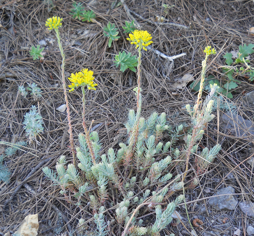 Изображение особи Sedum reflexum.