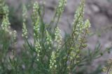 Reseda lutea