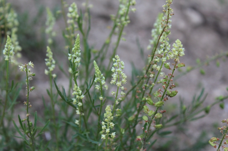 Image of Reseda lutea specimen.