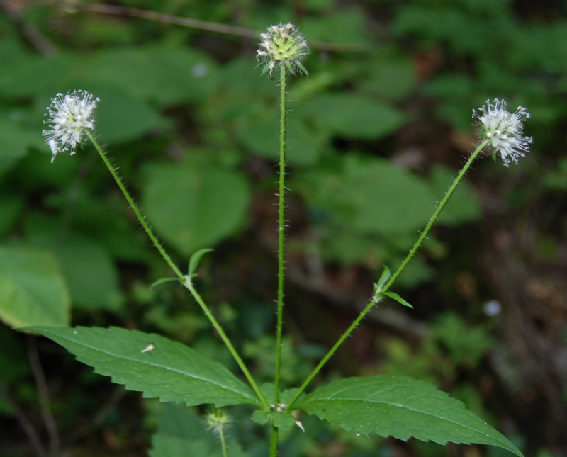 Image of Dipsacus pilosus specimen.