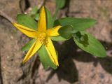 Hypericum humifusum. Цветок. Украина, Закарпатская обл., Свалявский р-н, у тропы в буковом лесу возле с. Солочин.. 21 июня 2012 г.