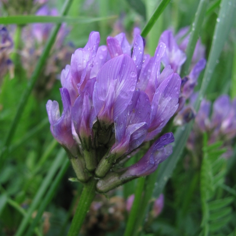 Изображение особи Astragalus danicus.