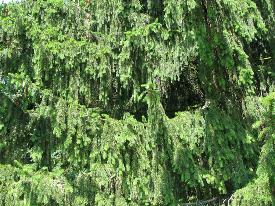 Image of Picea abies specimen.
