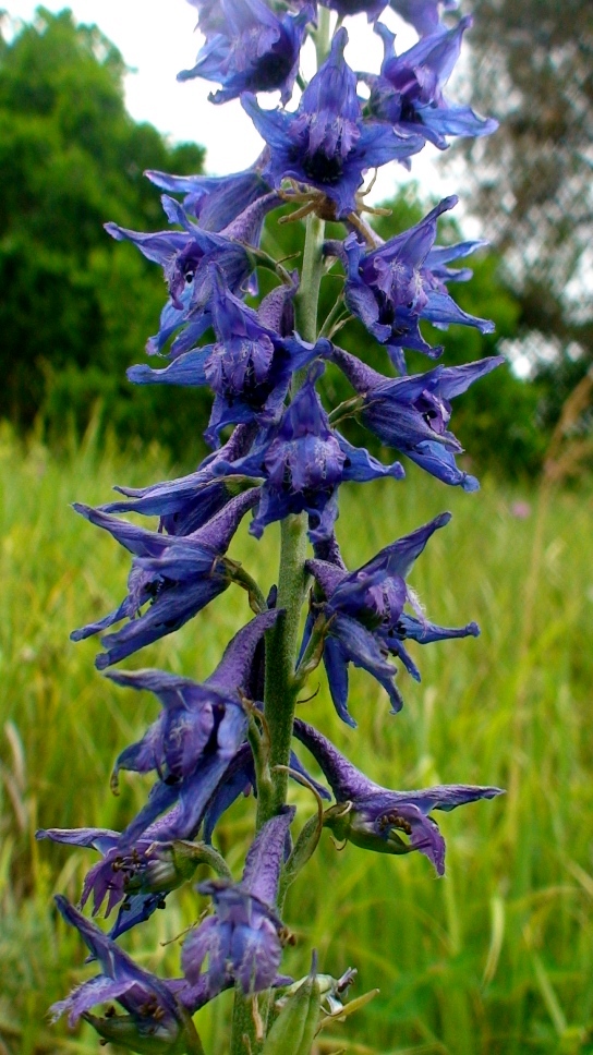 Изображение особи Delphinium freynii.