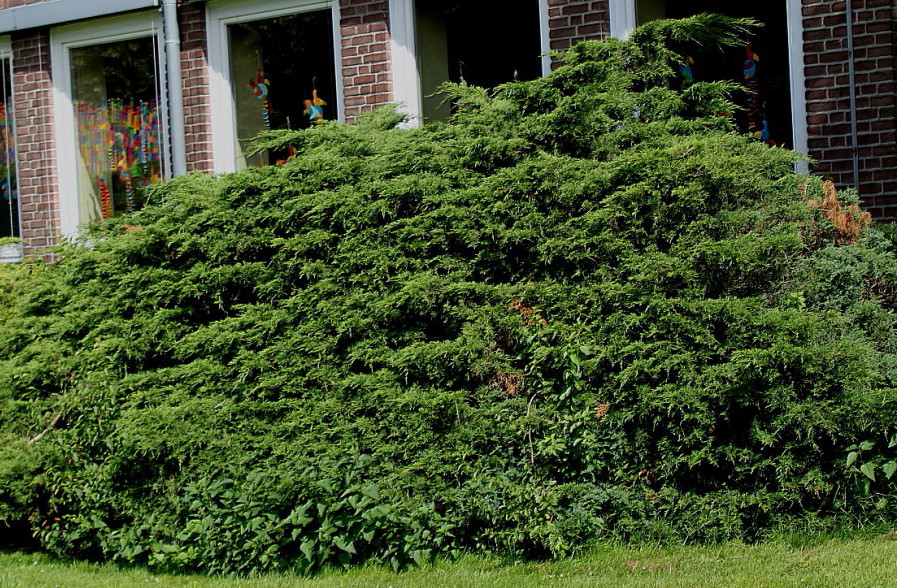 Изображение особи Juniperus × pfitzeriana.