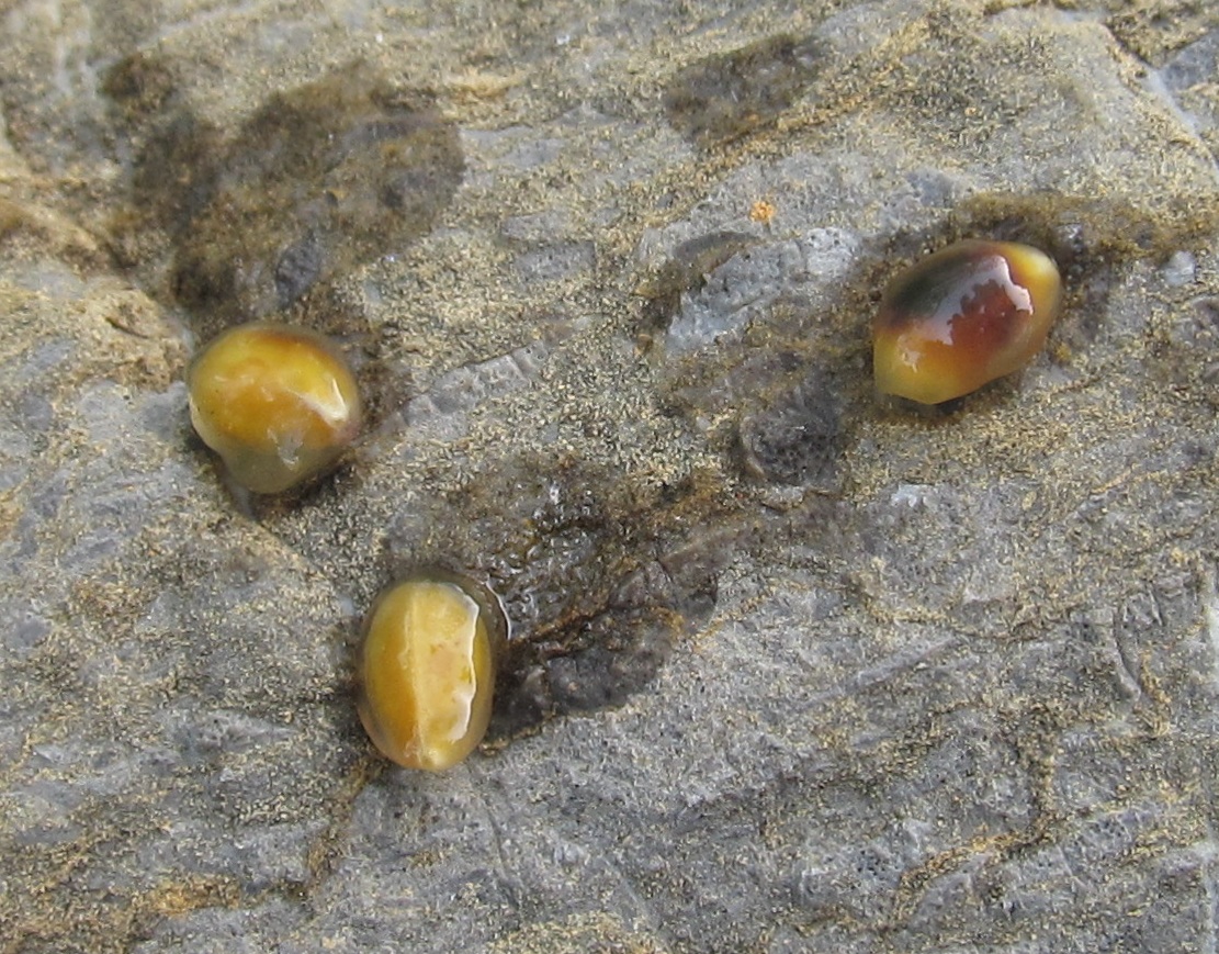 Image of Rhamnus alpina specimen.