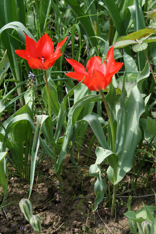 Image of Tulipa affinis specimen.