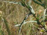 Centaurea jacea подвид substituta. Фрагмент нижней части побега. Днепропетровская обл., Павлоградский р-н, окр. с. Булаховка, степь. 05.07.2012.