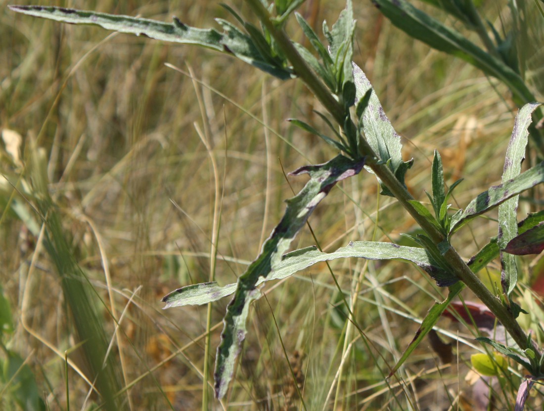 Image of Centaurea jacea ssp. substituta specimen.