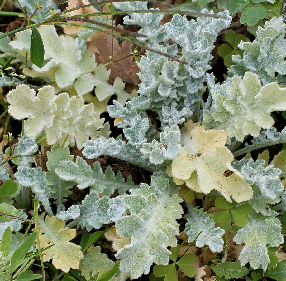 Image of Glaucium flavum specimen.