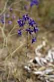 Delphinium longipedunculatum. Соцветие. Южный Казахстан, нижний Боролдай, лощина Акжар. 03.06.2012.