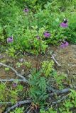 Cirsium schantarense