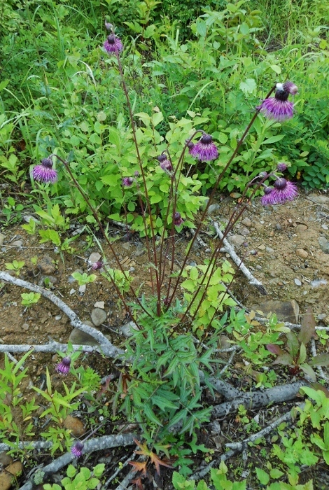 Изображение особи Cirsium schantarense.