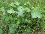 Alchemilla leiophylla. Цветущие растения. Свердловская обл., городской округ Верхняя Пышма, окр. с. Мостовское, разнотравная обочина дороги. 11.06.2012.