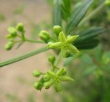 Rubia tenuifolia