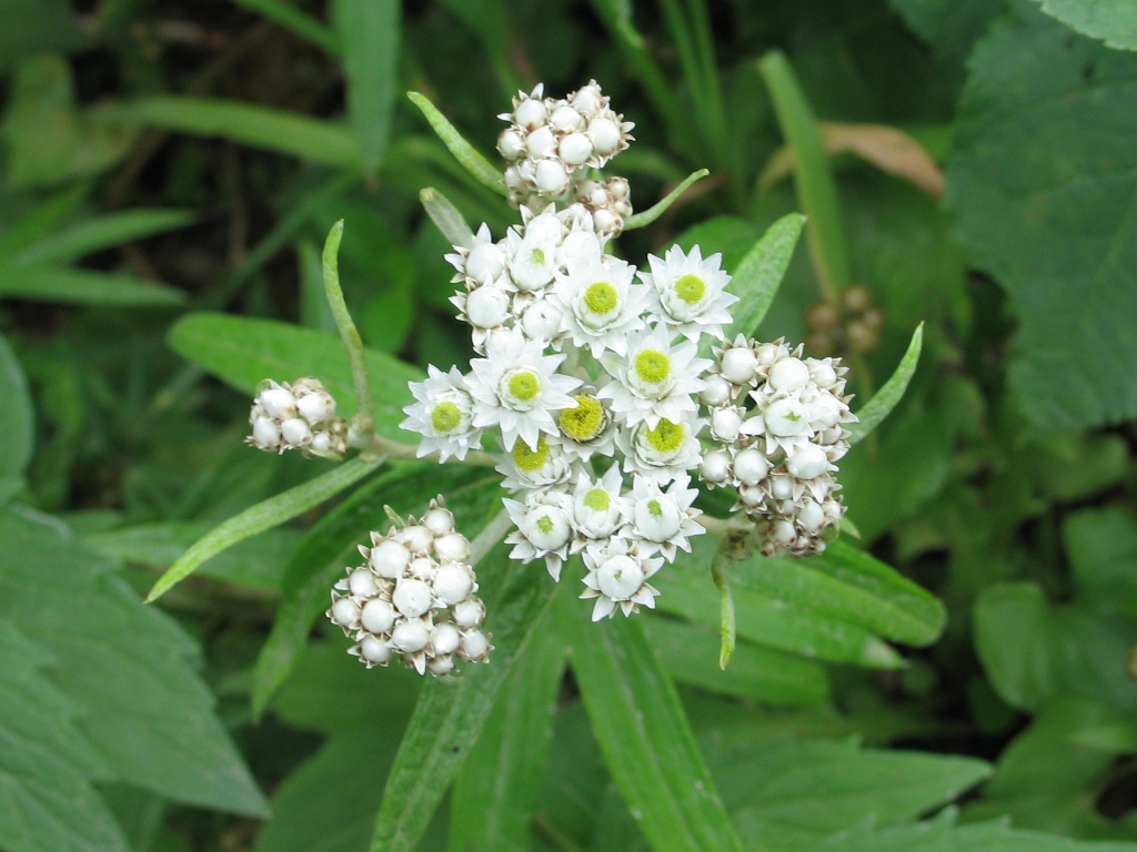 Image of Anaphalis margaritacea specimen.