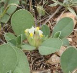 Tripodion tetraphyllum