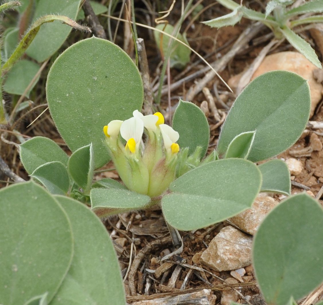 Изображение особи Tripodion tetraphyllum.