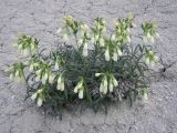 Onosma volgensis