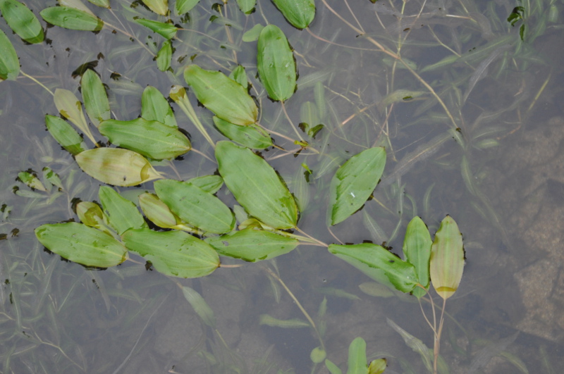 Image of Potamogeton gramineus specimen.