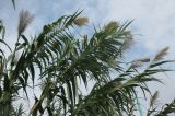 Arundo donax