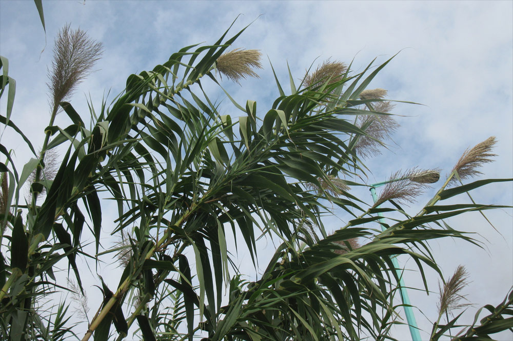 Изображение особи Arundo donax.