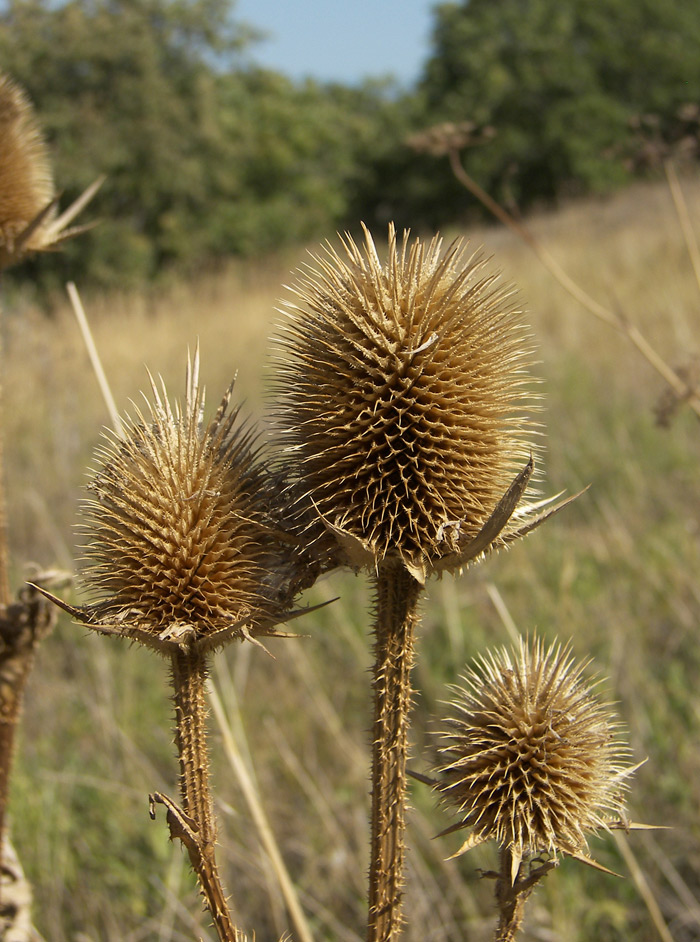 Изображение особи Dipsacus laciniatus.