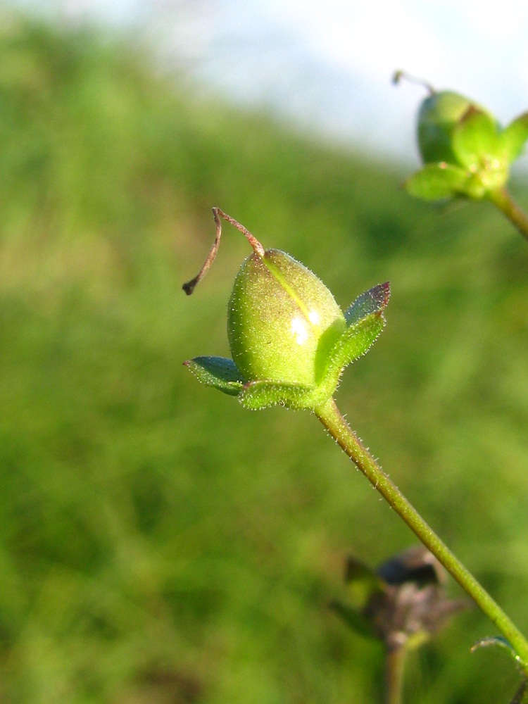 Изображение особи Verbascum phoeniceum.